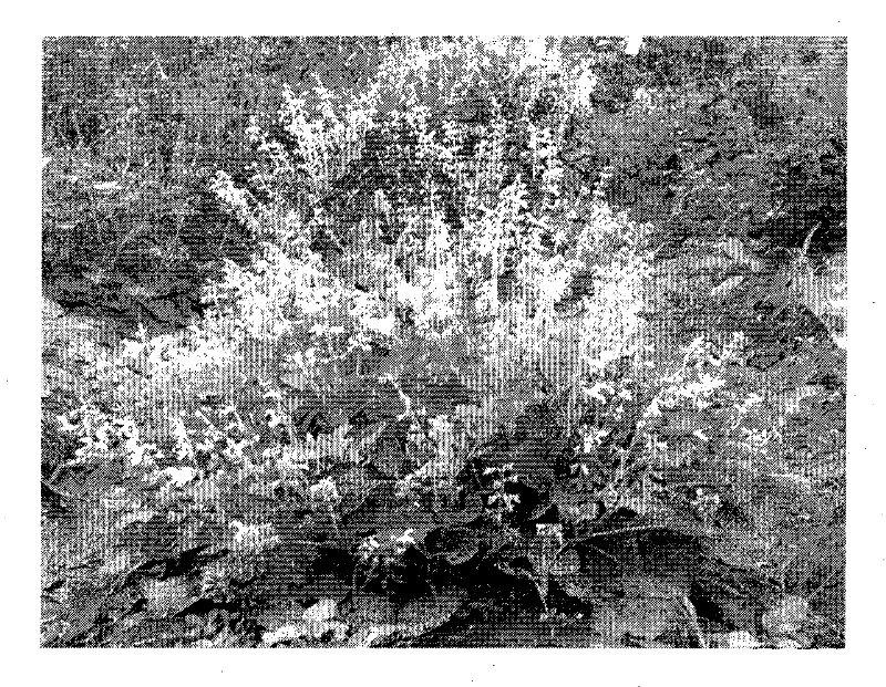 Natural hybridization seed-production method of triploid radix salvia miltiorrhizae using purple gene as label character