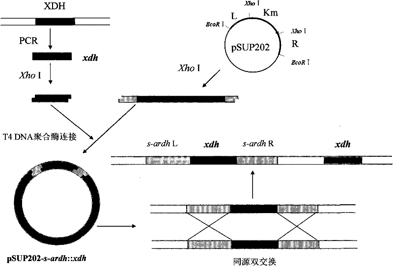 Gluconobater oxydans genetic engineering strain and construction method thereof