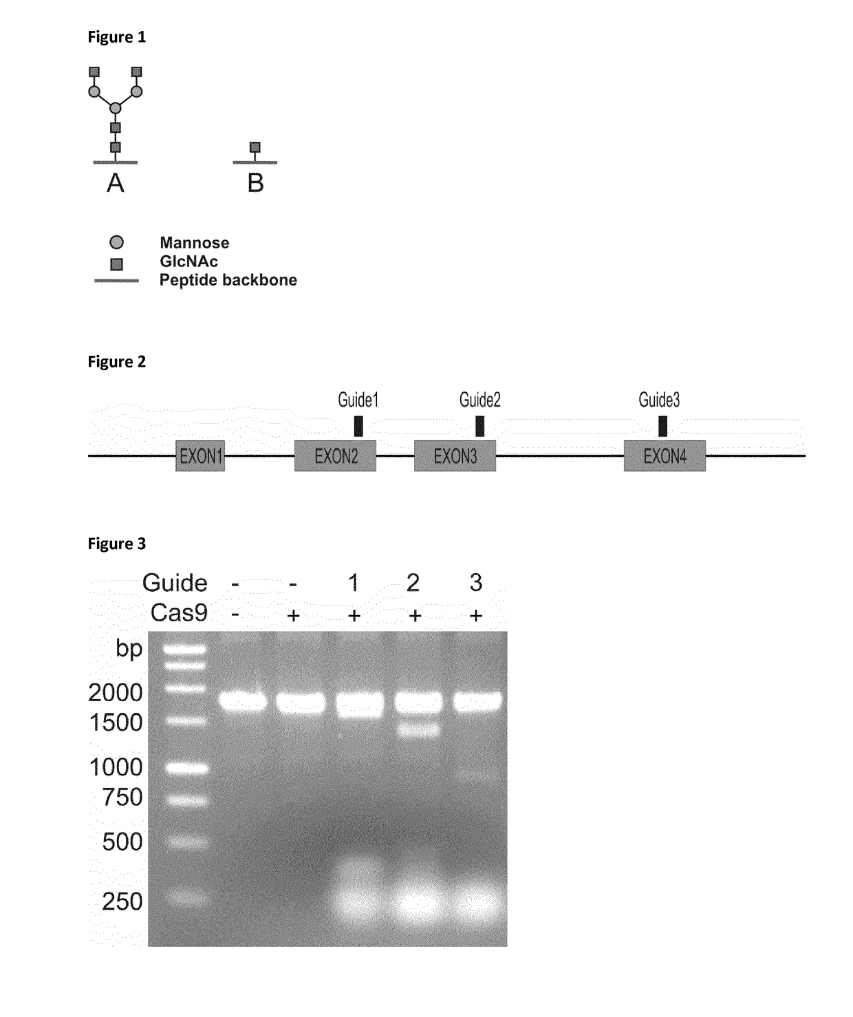 Cells producing glycoproteins having altered n- and o-glycosylation
patterns and methods and use thereof