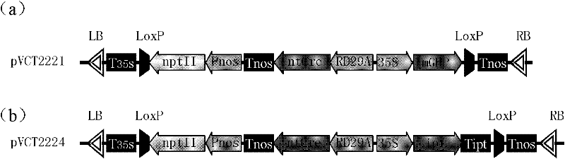 Recombinase gene, binary expression vector, construction method for recombinase gene and binary expression vector, and application of binary expression vector