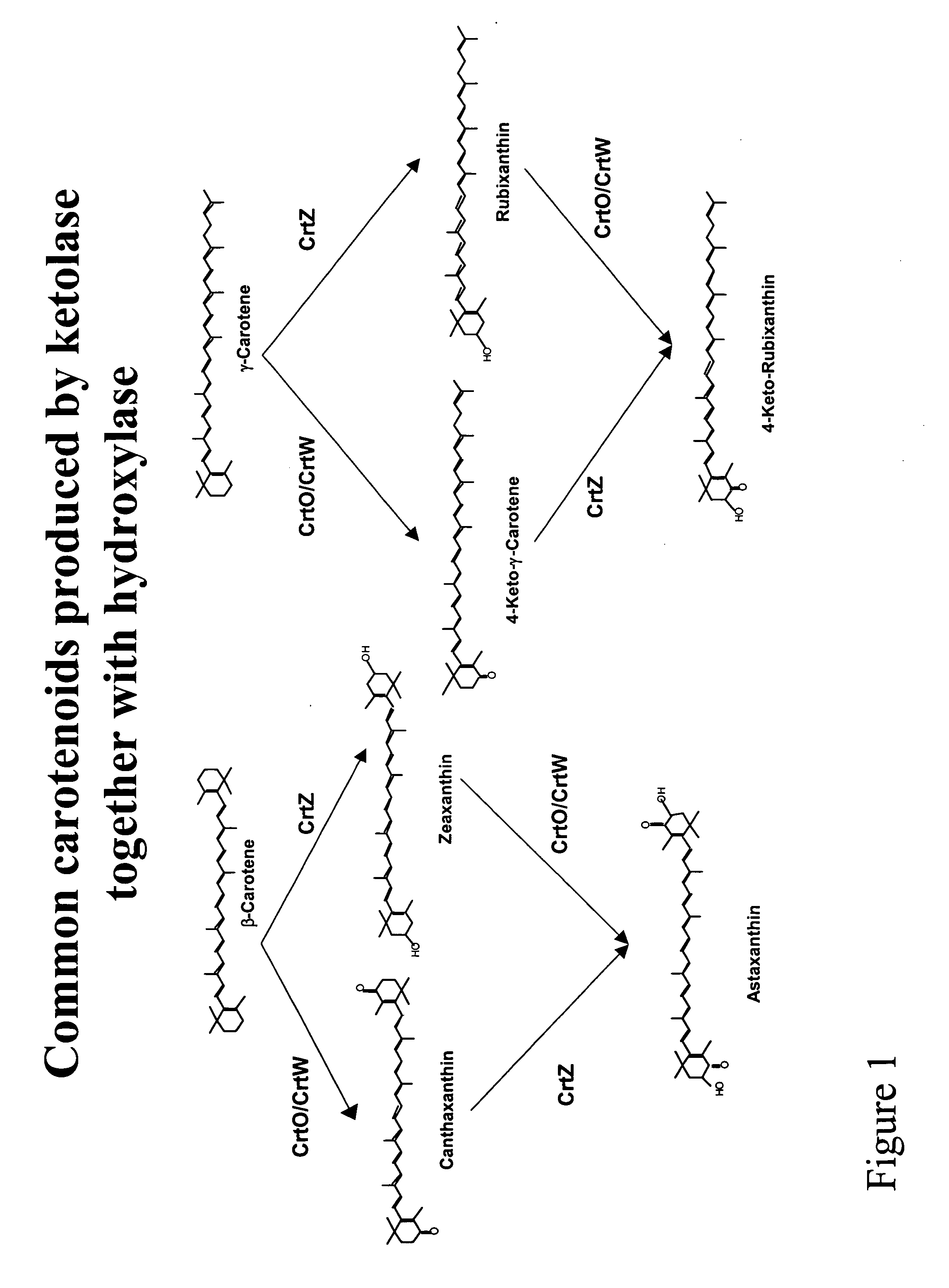 Carotenoid ketolase gene