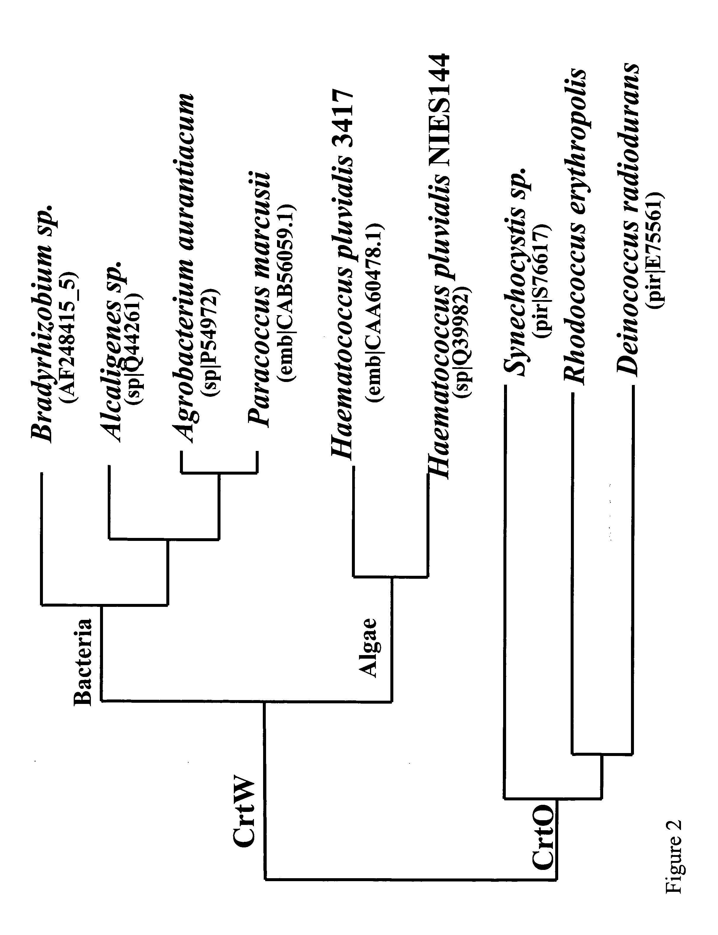 Carotenoid ketolase gene