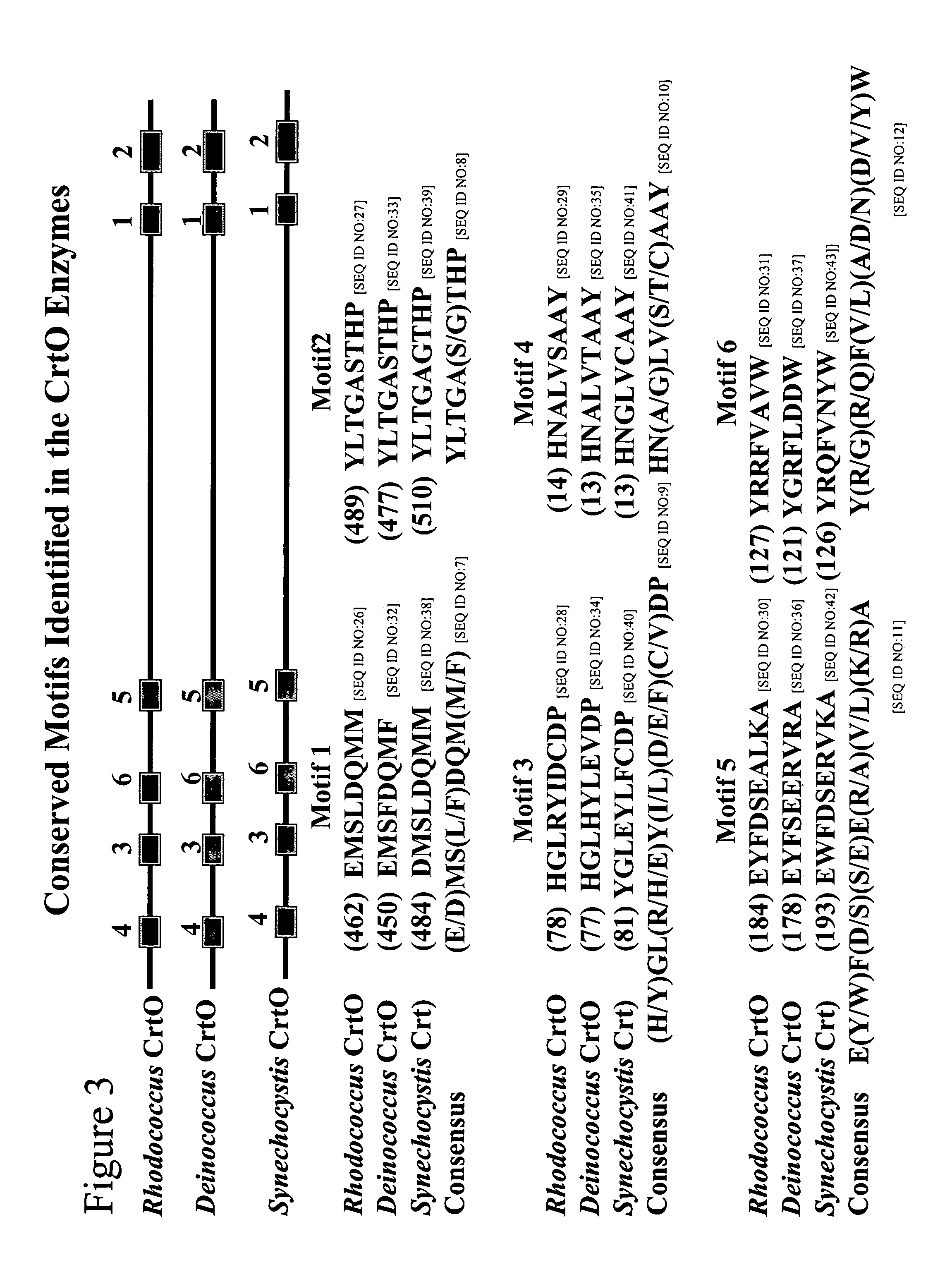 Carotenoid ketolase gene