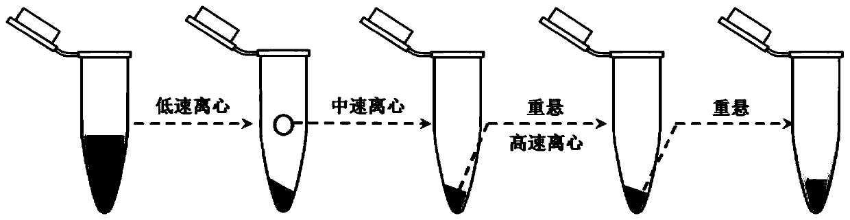 Sensitive probe, method for detecting tetracycline and applications