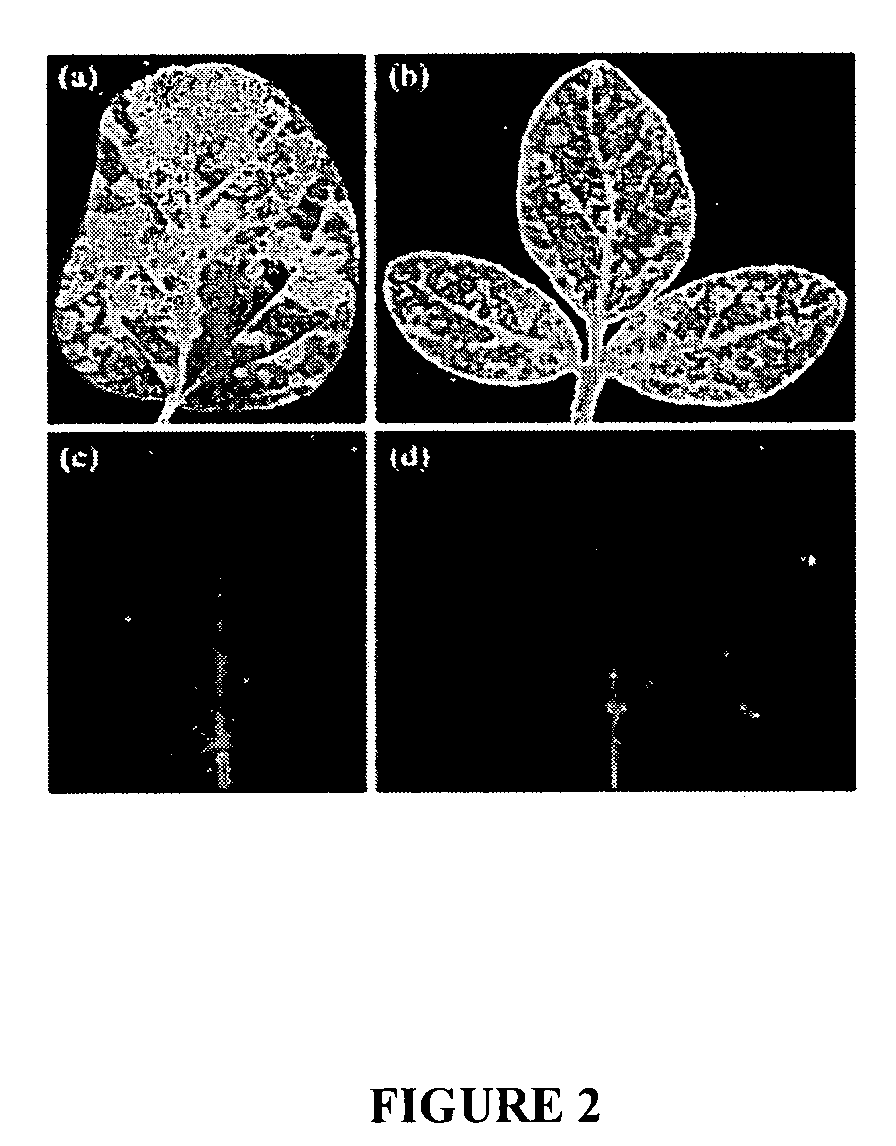 Viral vectors useful in soybean and methods of use