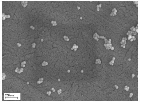 Preparation and application of silanized cadmium telluride quantum dot molecularly imprinted polymer