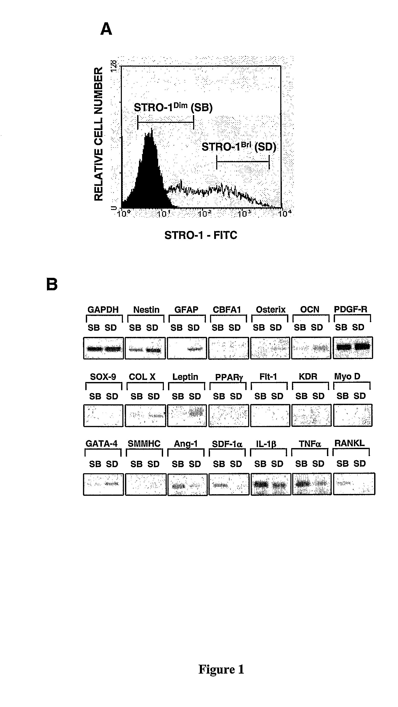Multipotential Expanded Mesenchymal Precursor Cell Progeny (Memp) and Uses Thereof