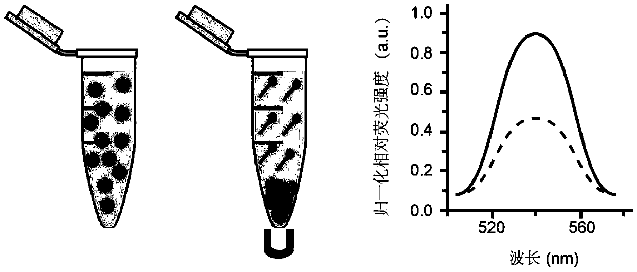 Construction method of magnetic microsphere DNA probe for detecting miRNA molecules as well as product and application of magnetic microsphere DNA probe
