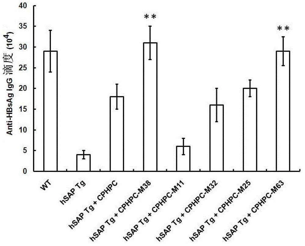 Adipamide D-hydroxyproline derivative and application thereof as nucleic acid vaccine adjuvant