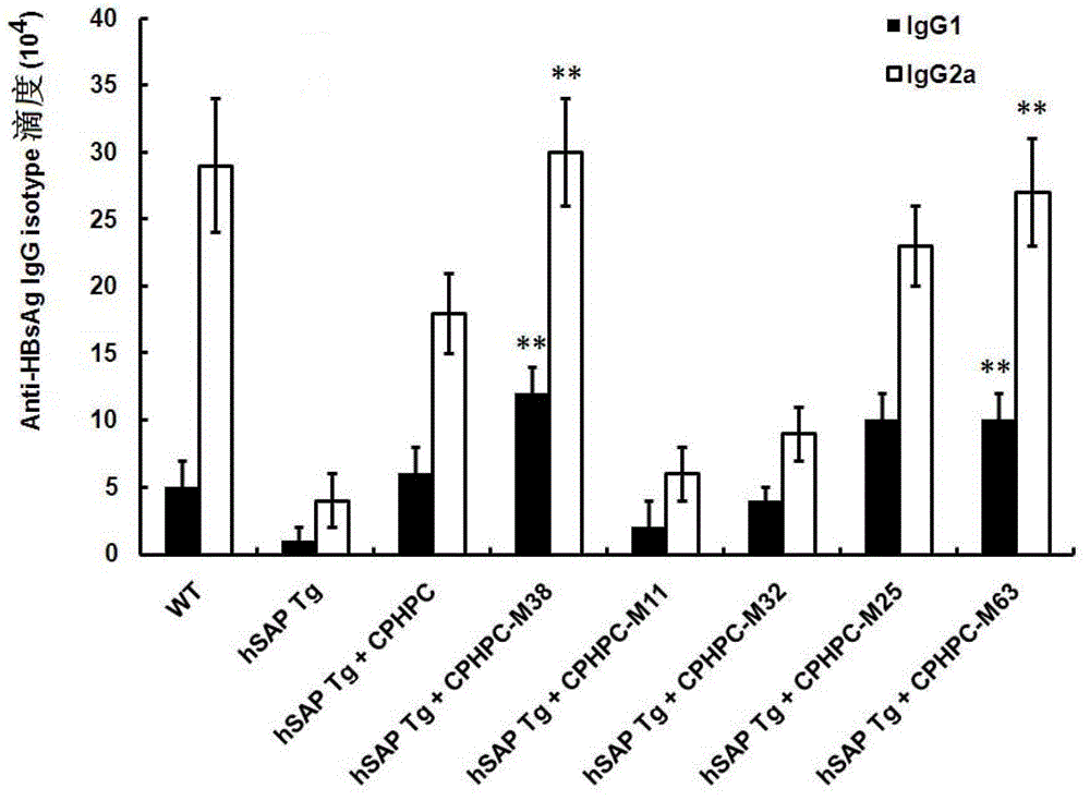 Adipamide D-hydroxyproline derivative and application thereof as nucleic acid vaccine adjuvant