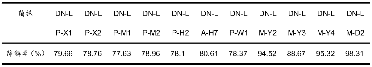 Leuconostoc mesenteroides and application of leuconostoc mesenteroides in fermentation of Chinese sauerkraut