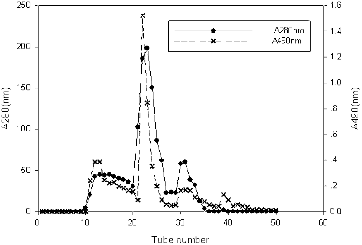 Chinese cordyceps sinensis protein polysaccharide and preparation and application thereof