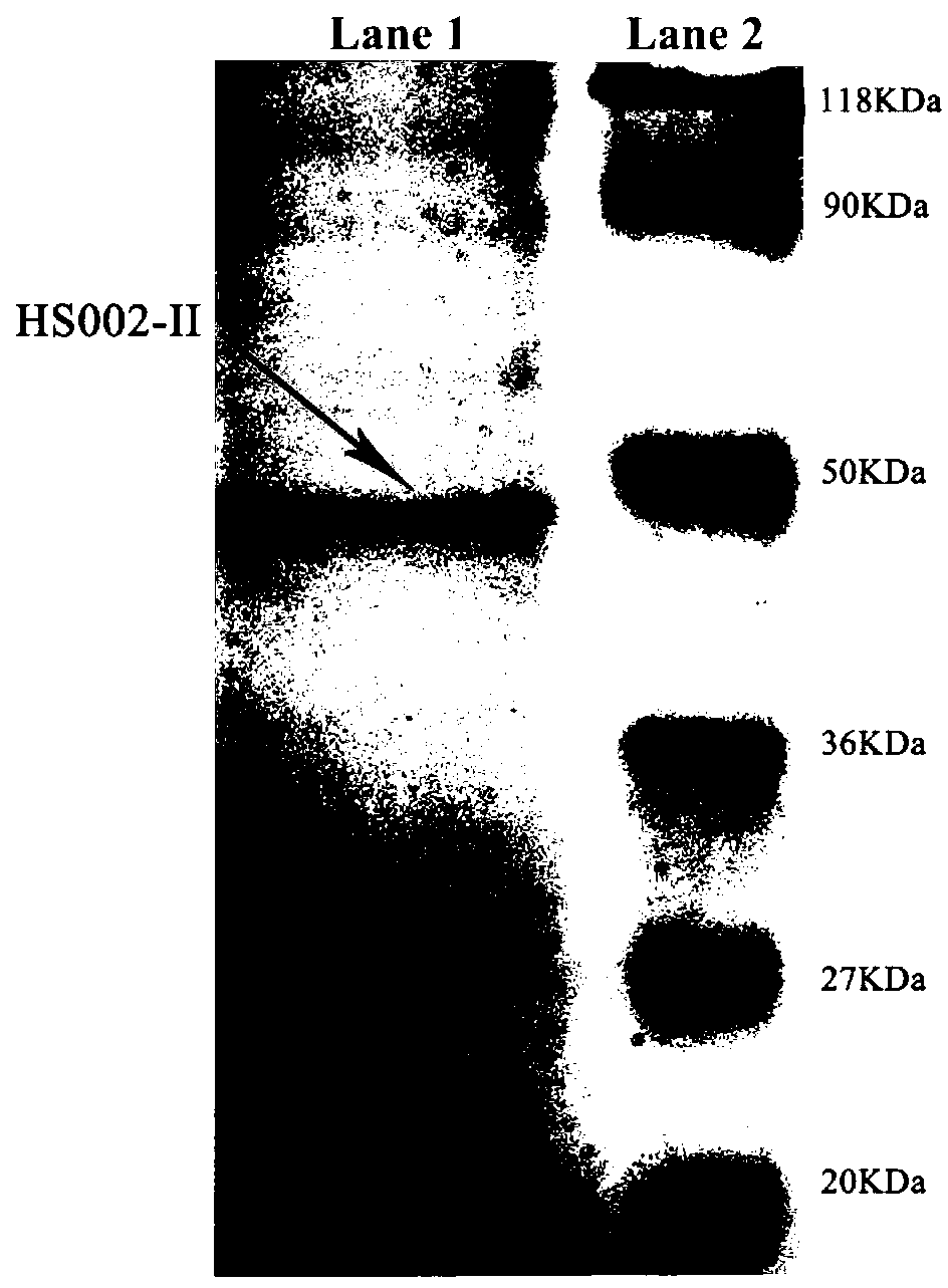 Chinese cordyceps sinensis protein polysaccharide and preparation and application thereof