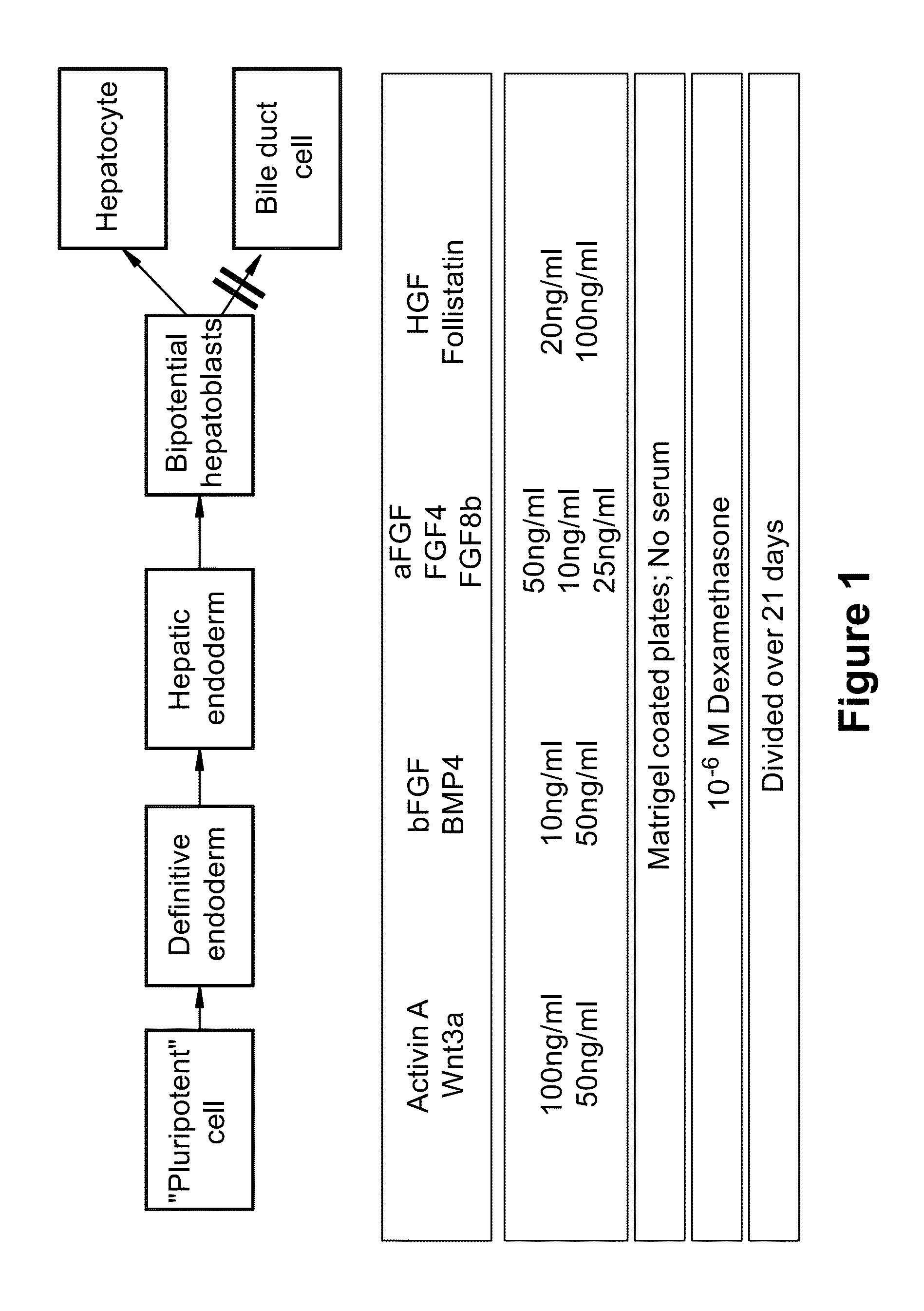 Optimized Methods for Differentiation of Cells Into Cells with Hepatocyte and Hepatocyte Progenitor Phenotypes, Cells Produced by the Methods, and Methods for Using the Cells
