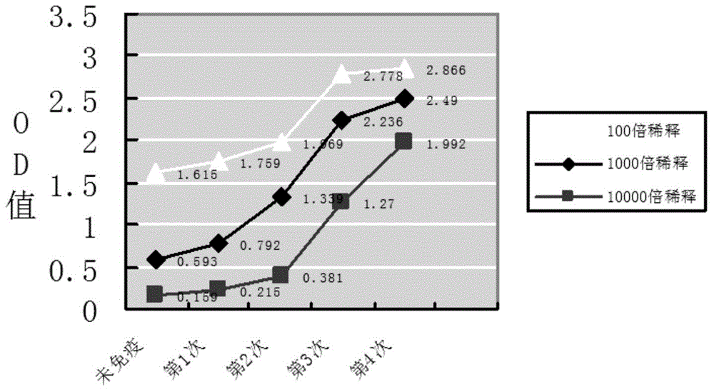Nanometer antibody for resisting B cell growth stimulating factor and use thereof