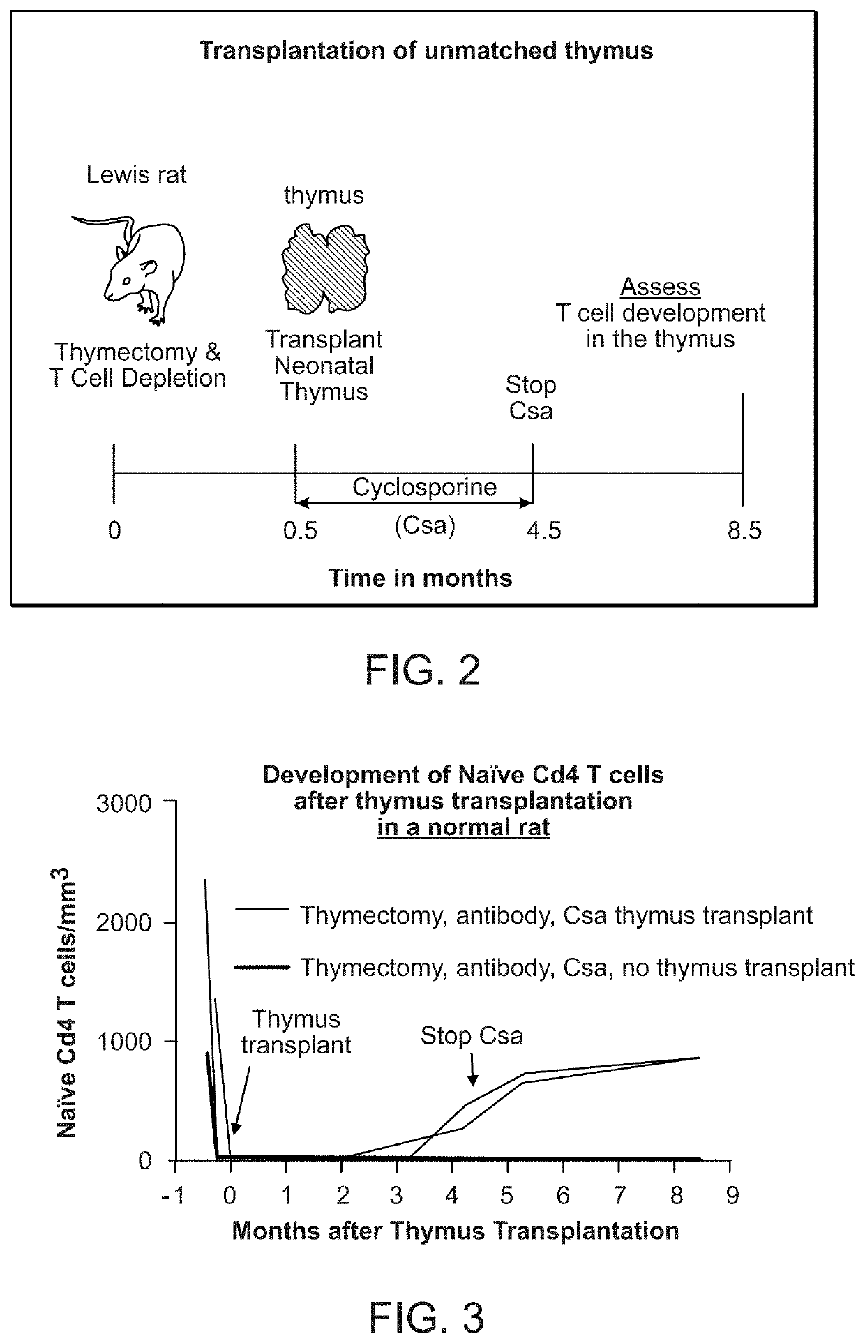 Methods of determining the suitability of cultured thymus tissue for implantation into humans and associated methods of use
