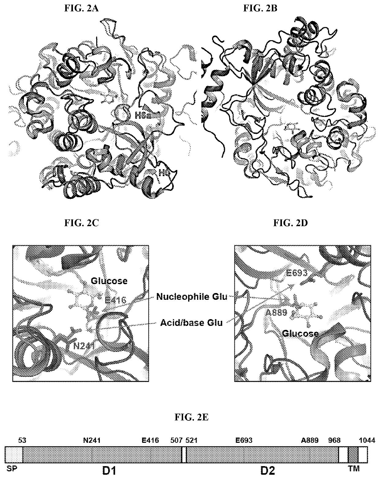 Mutant FGF21 polypeptide compositions