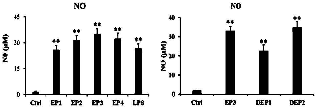 Application of sulfated glucuronic acid-xylose-rhamnose in enhancing immune function