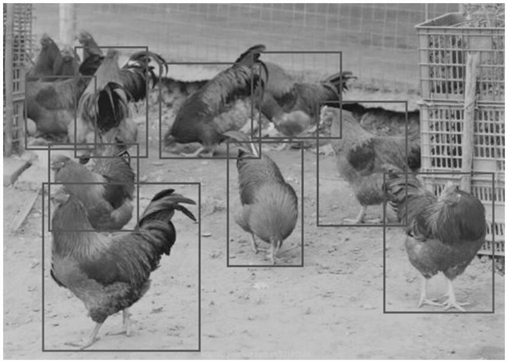 Chicken flock activity amount real-time estimation method and chicken flock activity amount real-time estimation system based on multi-target tracking