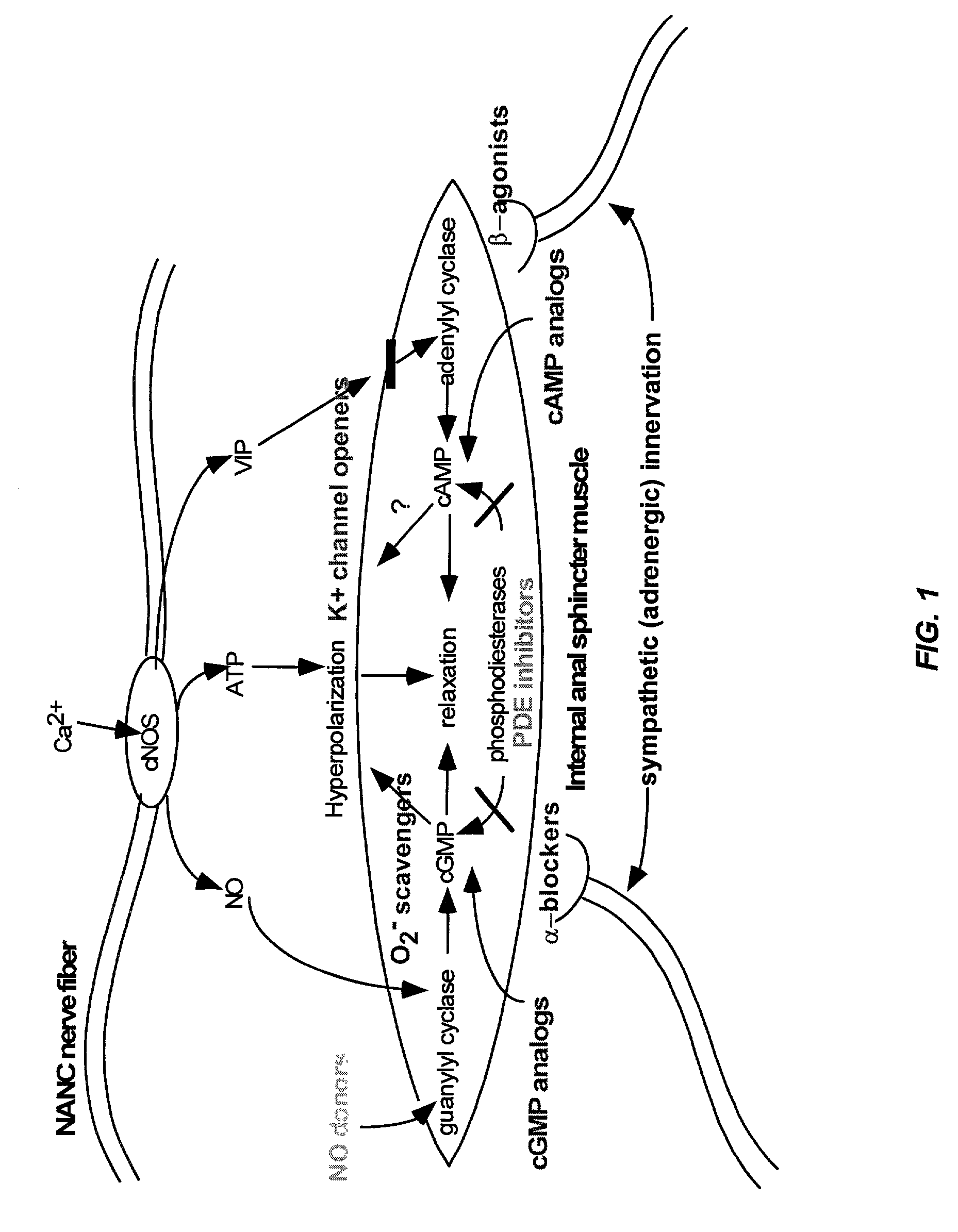 Compounds and methods for the treatment of urogenital disorders