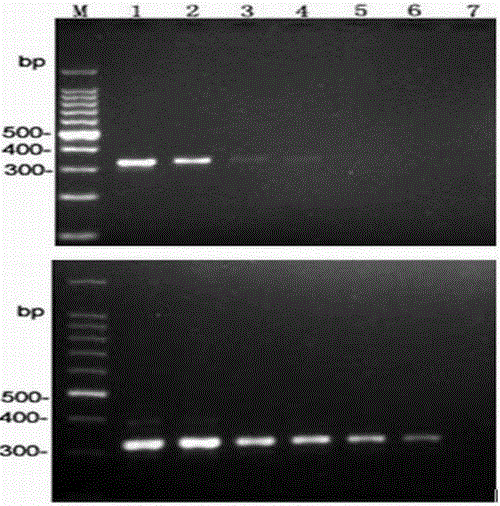 Phytophthora nicotianae molecule detection primer and detection method thereof