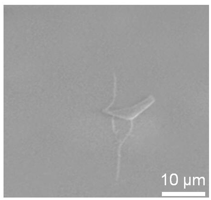 Method for preparing single-walled carbon nanotube by taking graphene as catalyst