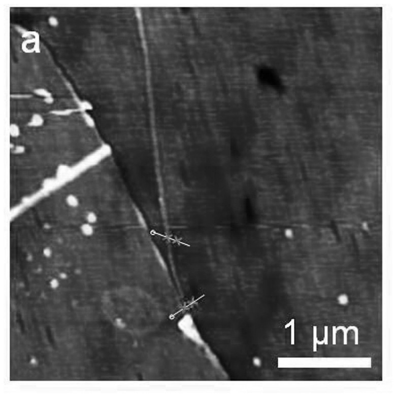 Method for preparing single-walled carbon nanotube by taking graphene as catalyst