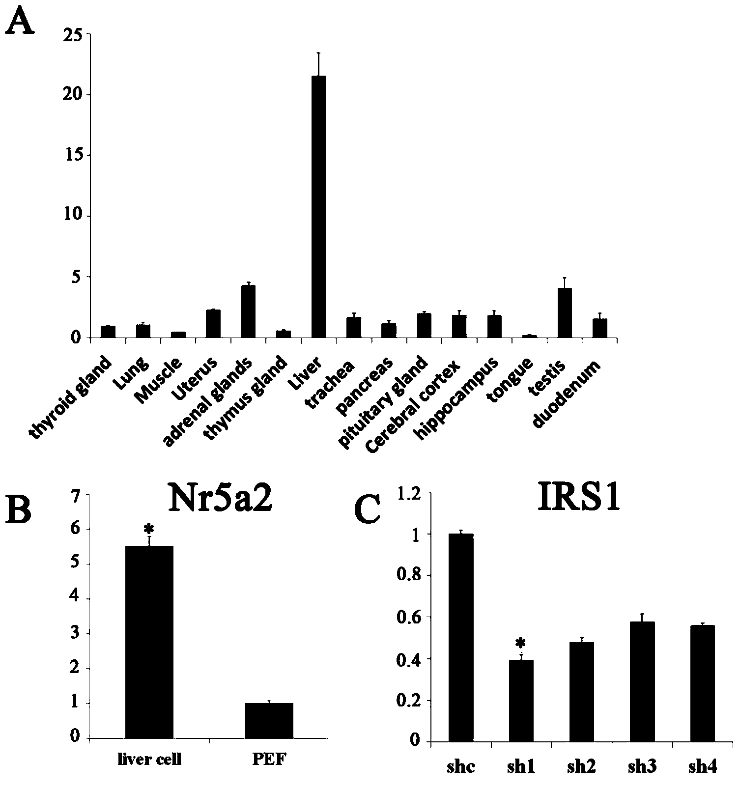 ShRNA (short hairpin ribonucleic acid) suppressing IRS1 (insulin receptor substrate 1) gene expression and application
