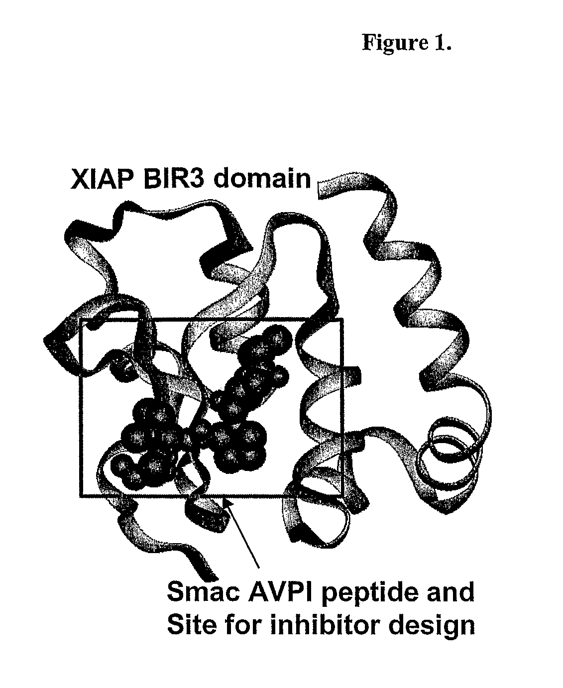 Small Molecule Antagonists of Xiap Family Proteins