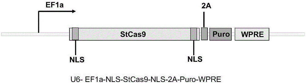 Target sequence, recognized by streptococcus thermophilus CRISPR-Cas9 system, of human CCR5 gene, sgRNA and application of CRISPR-Cas9 system