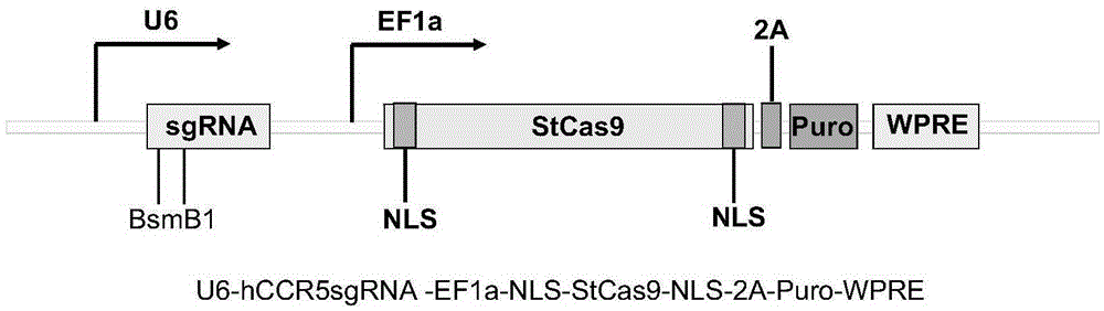 Target sequence, recognized by streptococcus thermophilus CRISPR-Cas9 system, of human CCR5 gene, sgRNA and application of CRISPR-Cas9 system