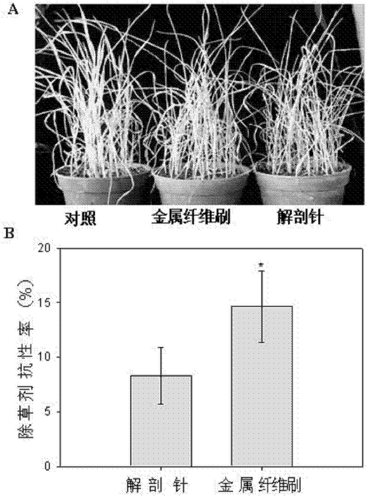Method for transforming stem tips of plants and special tool thereof