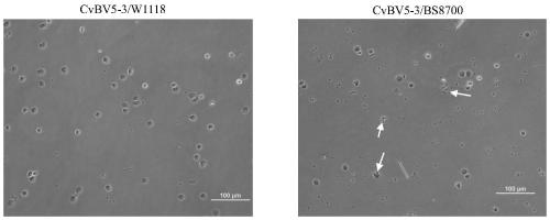 The application of cvbv5-3 gene in reducing the immunity of Drosophila and making the model of immunocompromised Drosophila