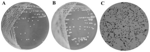 A strain of bacteria capable of degrading the insecticides buprofezin and bifenthrin and its production agent