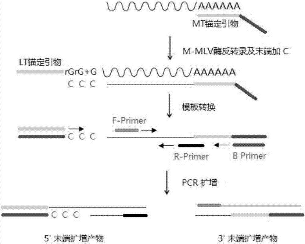 Anchor primer for efficient and rapid amplification of cDNA ends and amplification method