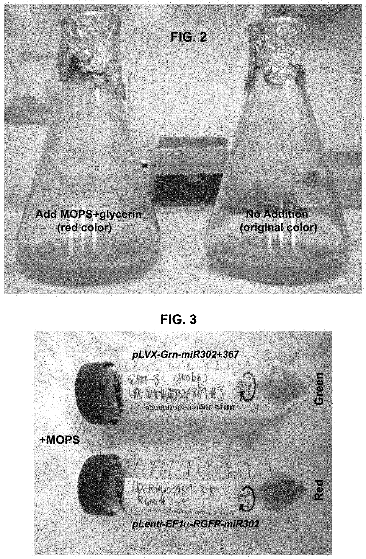 A composition and method of using mir-302 precursors as Anti-cancer drugs for treating human lung cancer