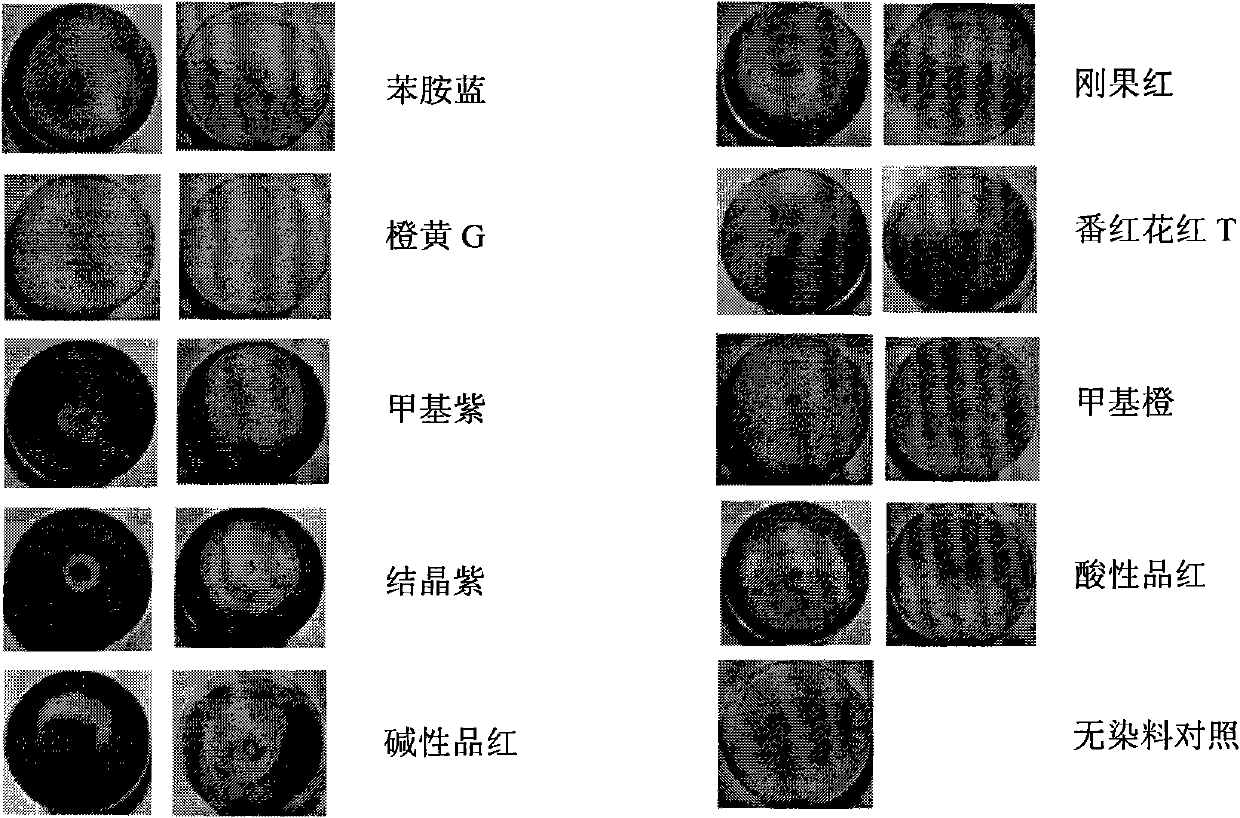 Fungus capable of degrading multiple types of dyes under non-sterilization condition and application thereof