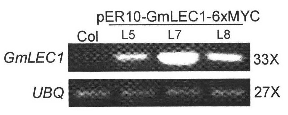 Protein GmLEC1A related to fatty acid synthesis, encoding gene and application thereof