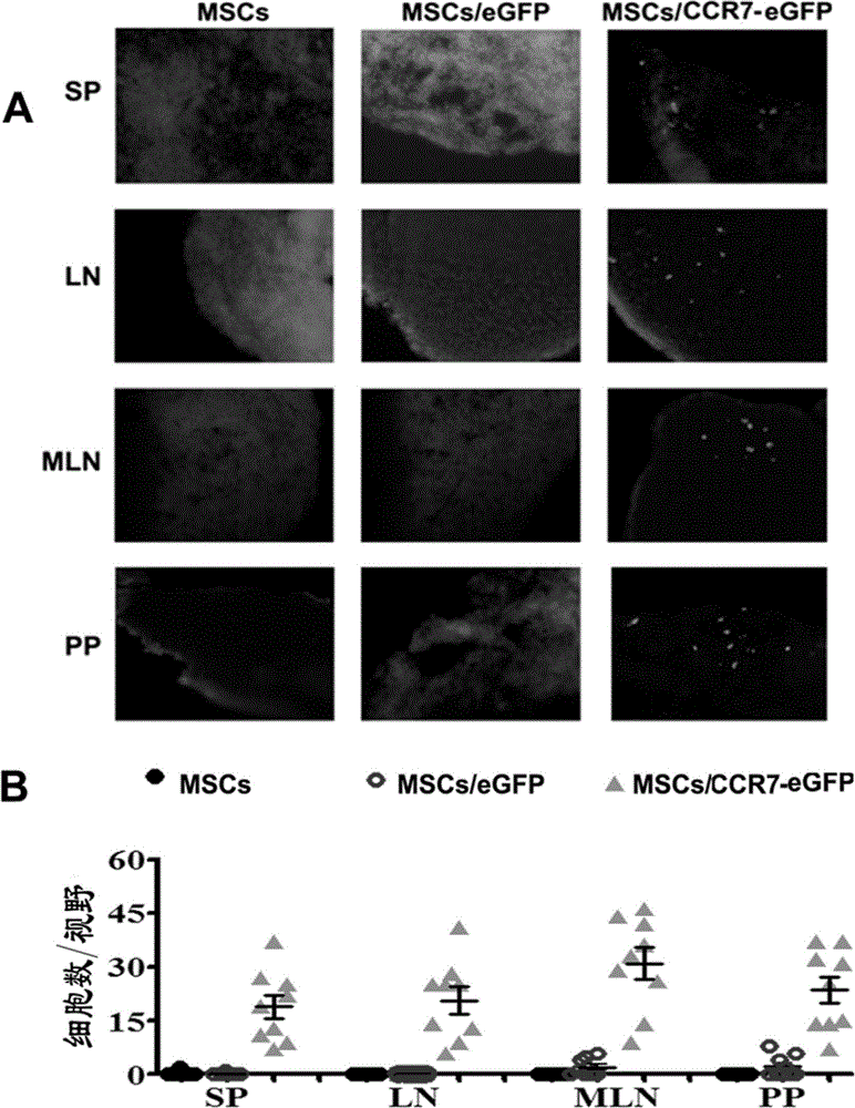 Use of recombinant mesenchymal stem cell in preparation of immunosuppressant