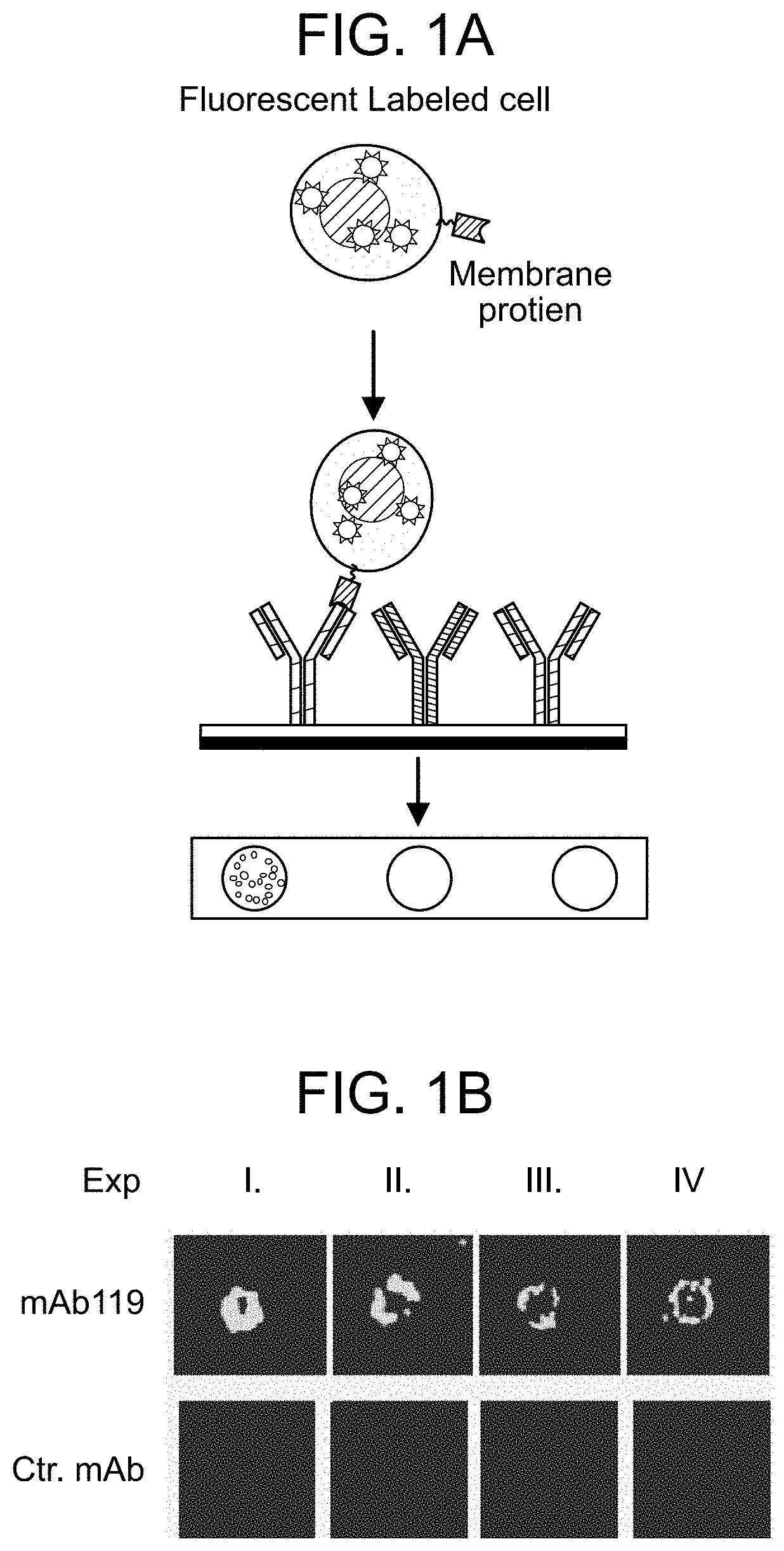 Therapeutic antibody and uses thereof