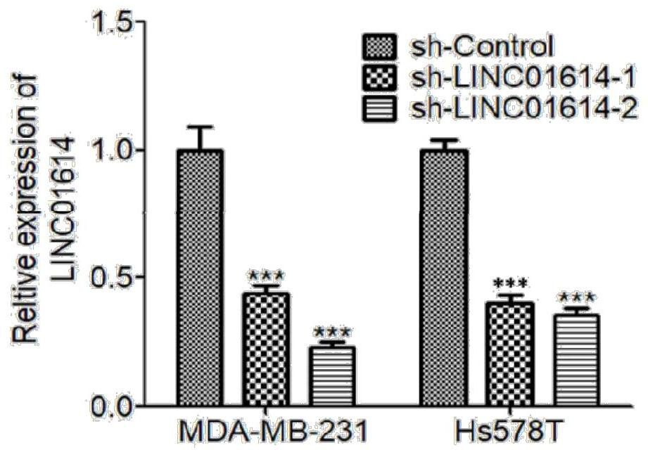 ShRNA molecule for silencing human LINC01614 expression and application thereof