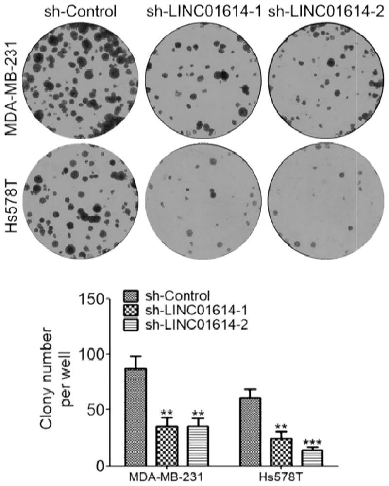 ShRNA molecule for silencing human LINC01614 expression and application thereof