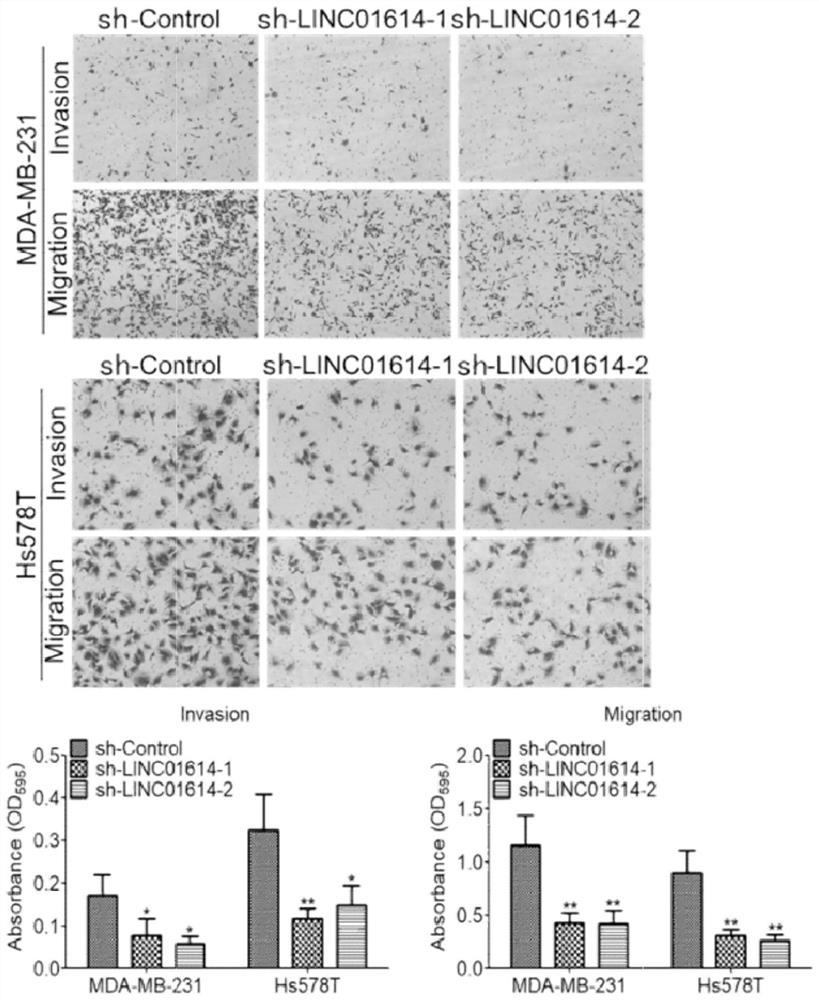 ShRNA molecule for silencing human LINC01614 expression and application thereof