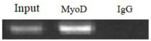 Application of transcription factor MyoD in regulation and control of pig RTL1 gene expression