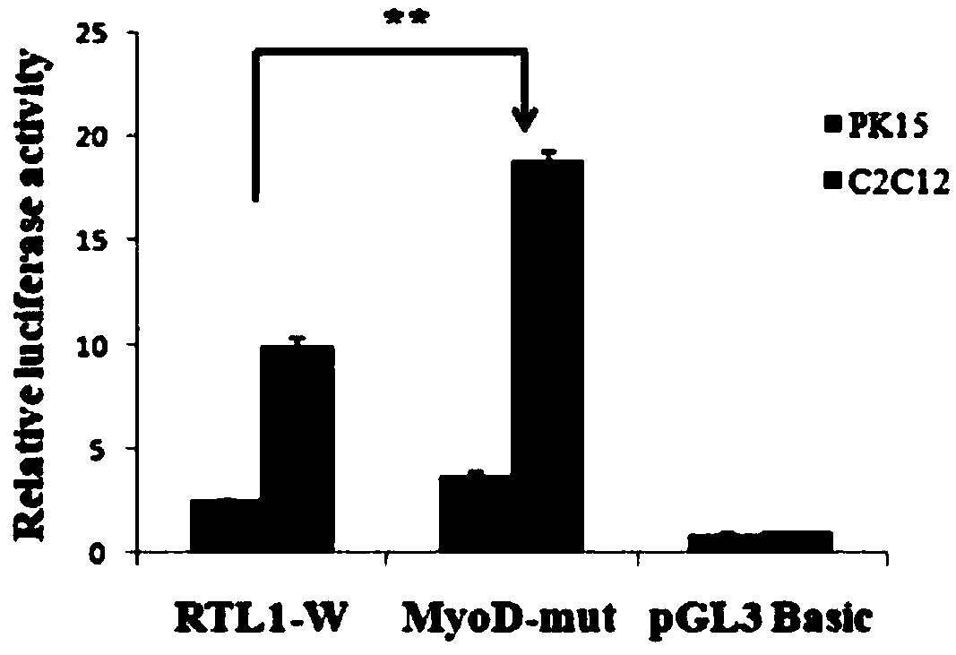 Application of transcription factor MyoD in regulation and control of pig RTL1 gene expression