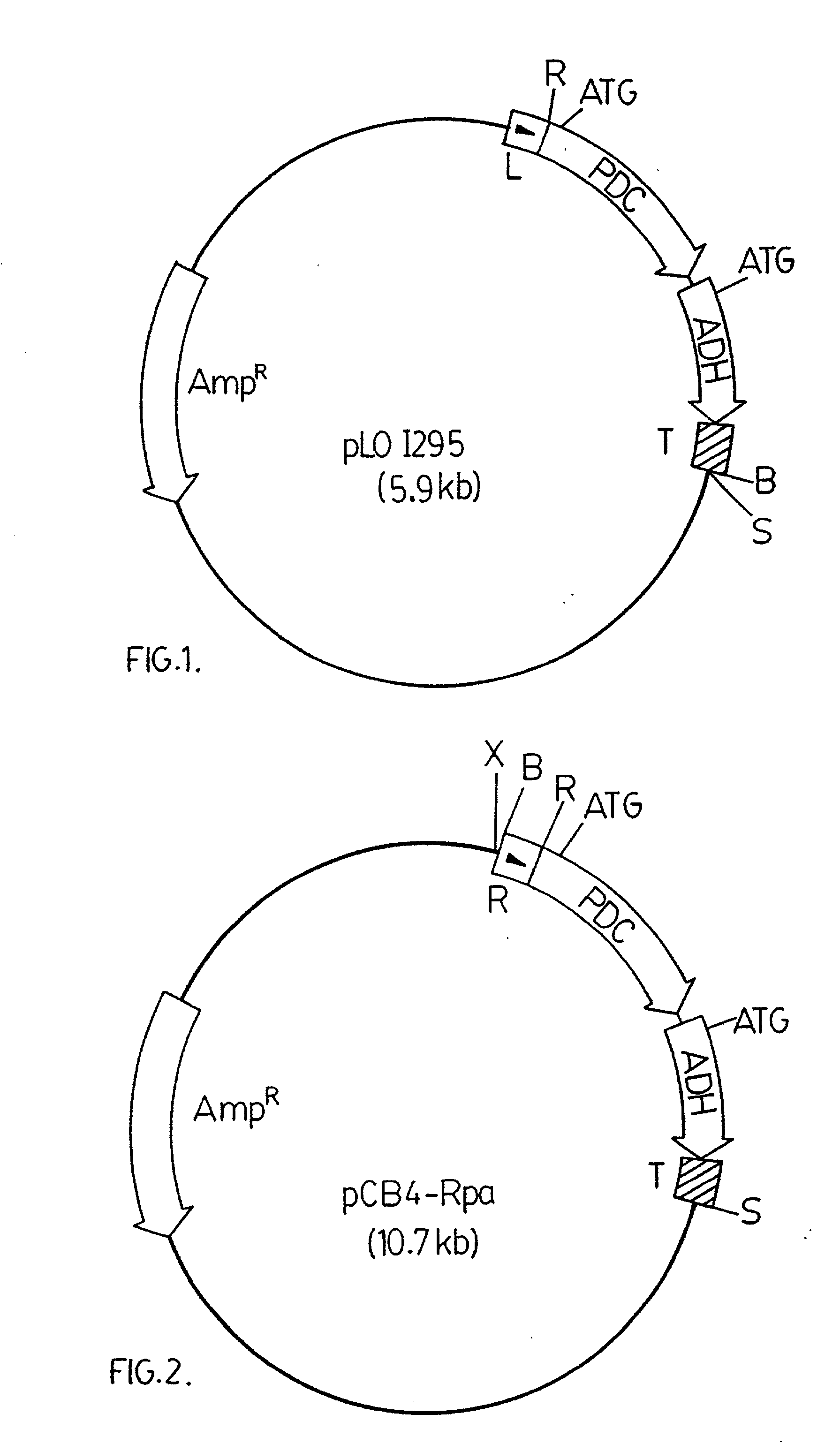 Genetically modified Cyanobacteria for the production of ethanol, the constructs and method thereof
