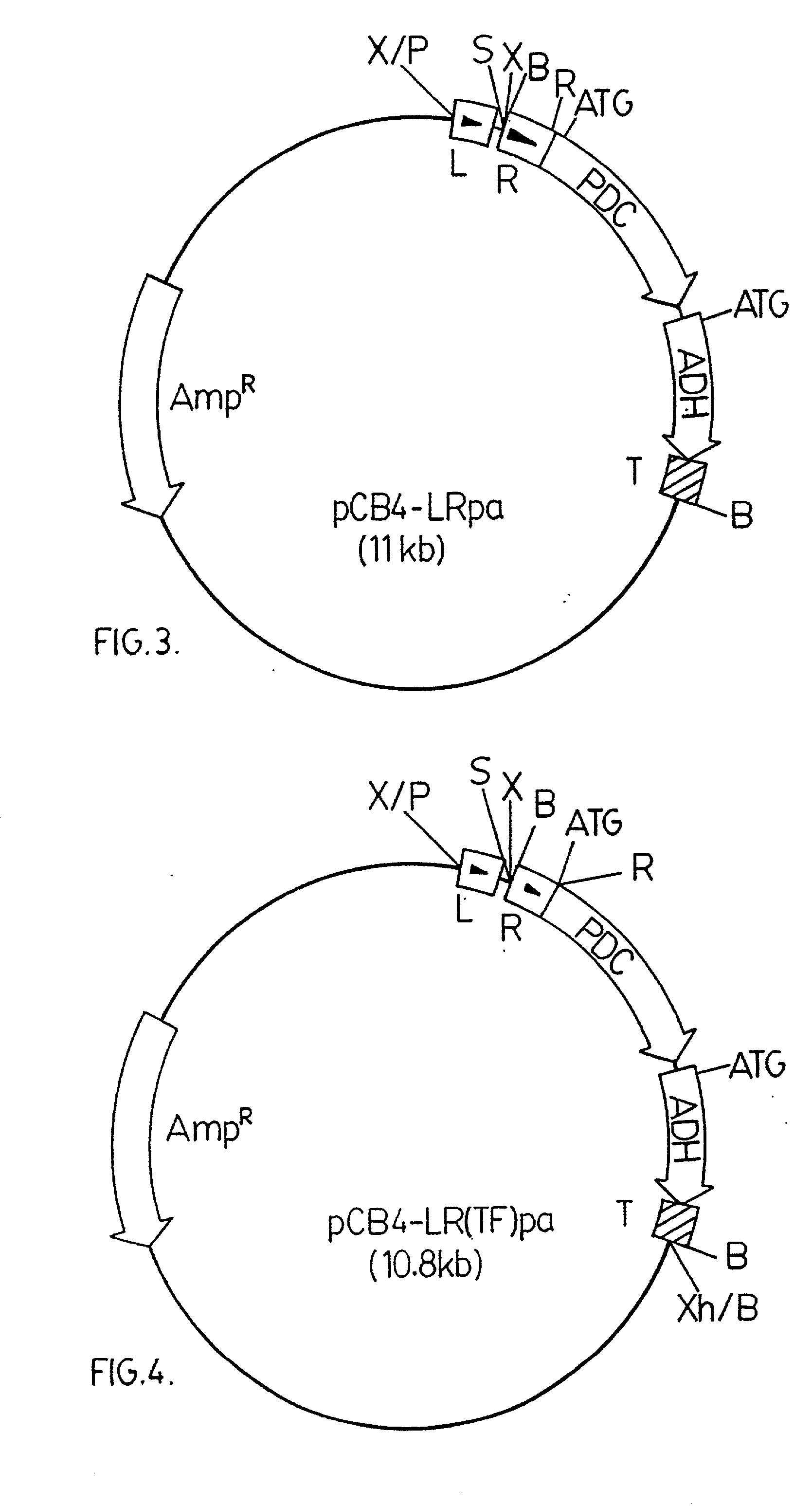 Genetically modified Cyanobacteria for the production of ethanol, the constructs and method thereof