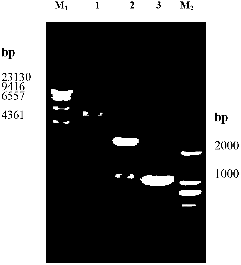 Establishment method of streptomyces diastatochromogenes expression system