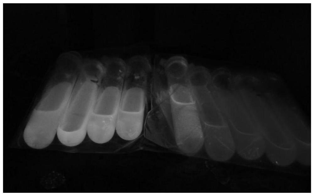 A fluorescent blotting membrane for in situ visual detection of root exudates and its preparation and application