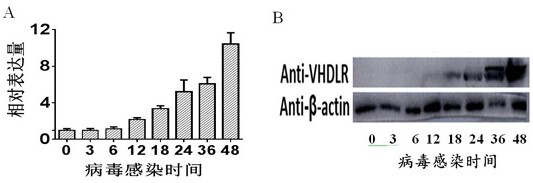 A kind of pesticide for controlling cotton bollworm by nuclear polyhedrosis virus and its preparation method and application